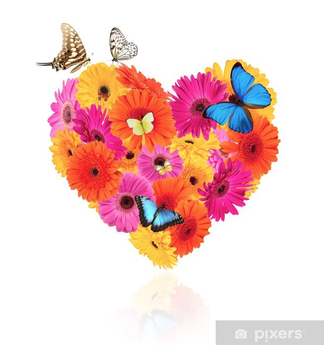 Heart symbol made of gerber blossoms with butterflies